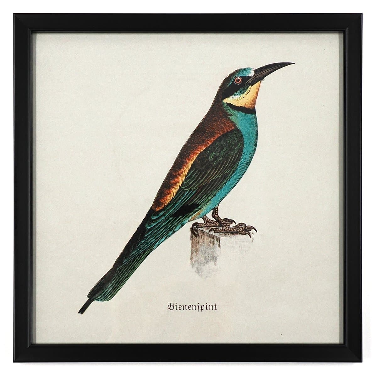 Bee-eater in a Black Frame