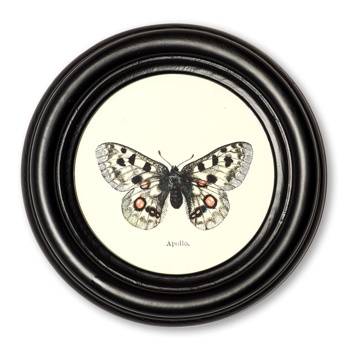 Apollo Butterfly in Wooden Round Frame