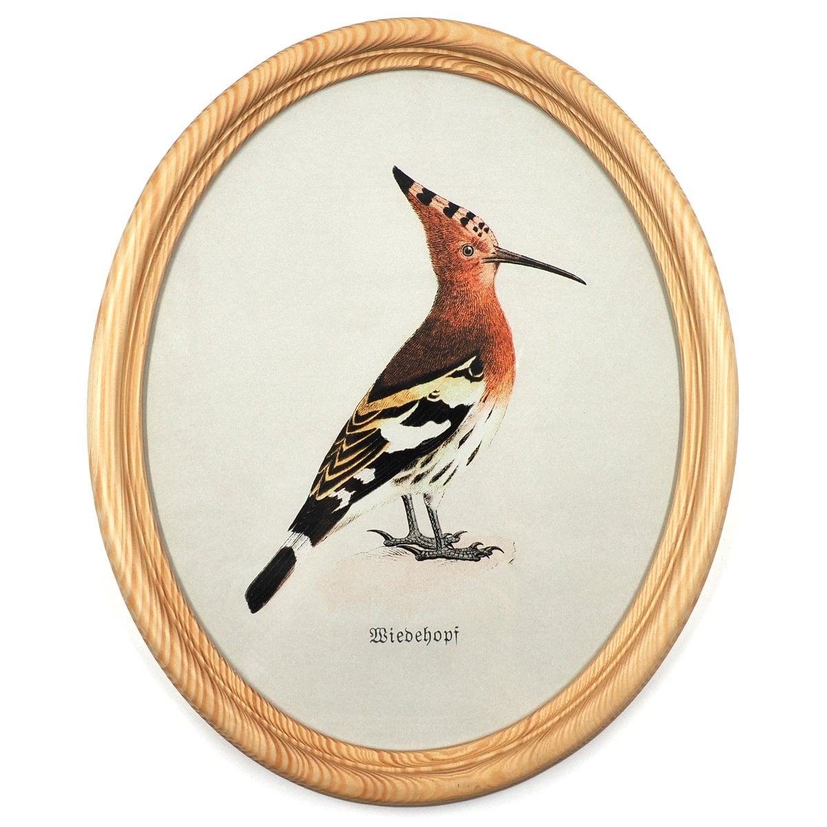 Hoopoe in Wooden Oval Frame
