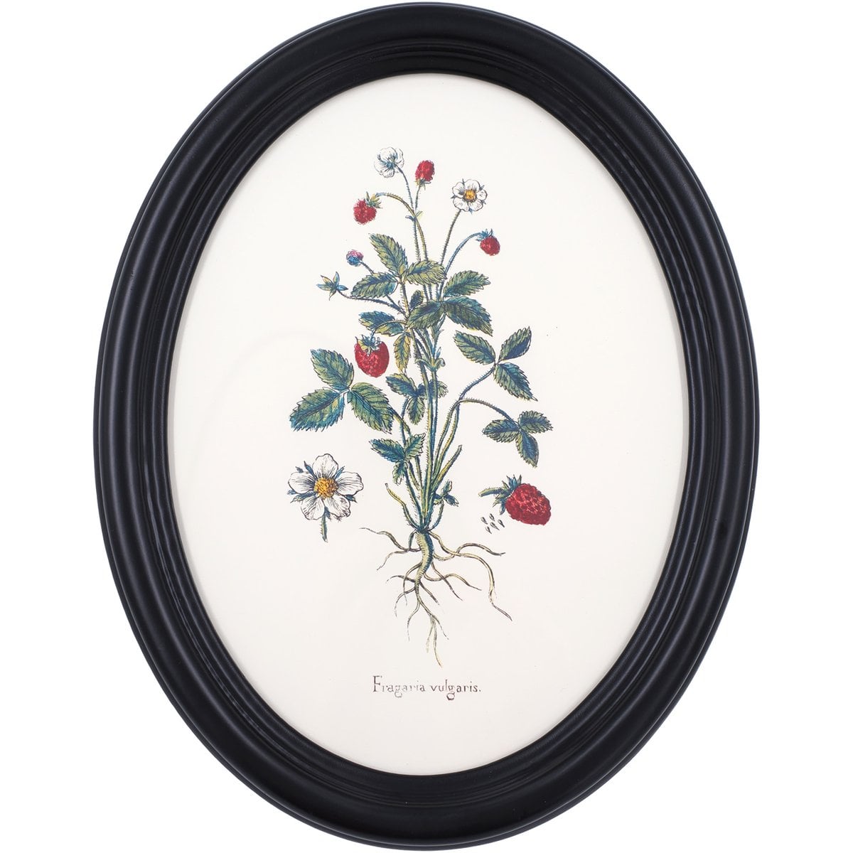 Wild Strawberry in Wooden Oval Frame