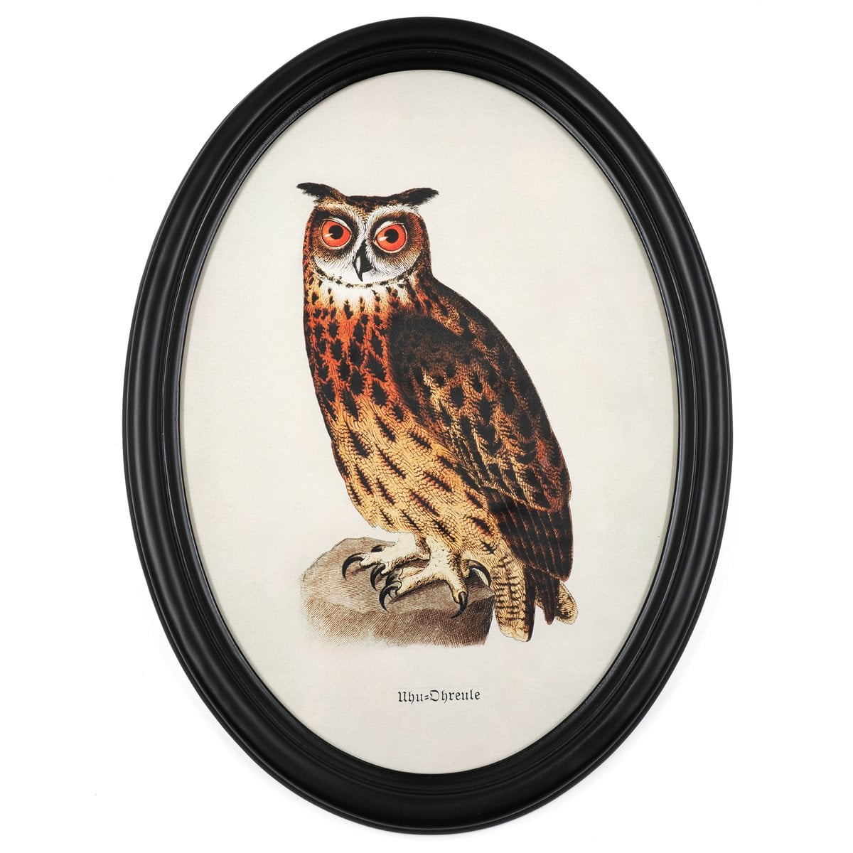 Eurasian Eagle-Owl in Wooden Oval Frame