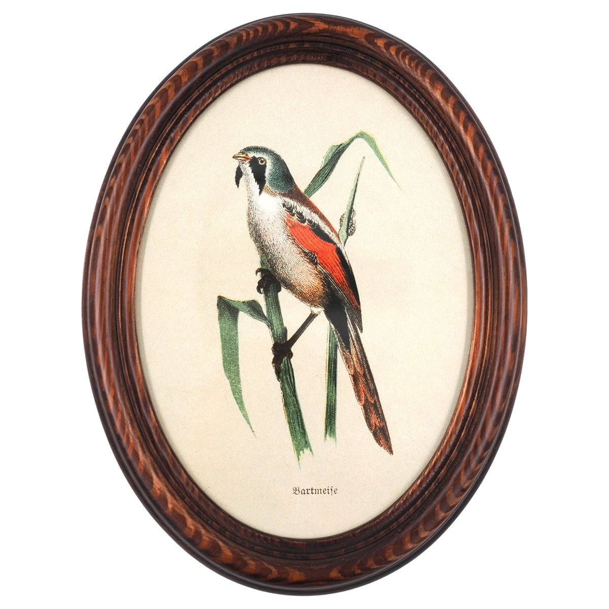 Bearded Tit in Wooden Oval Frame