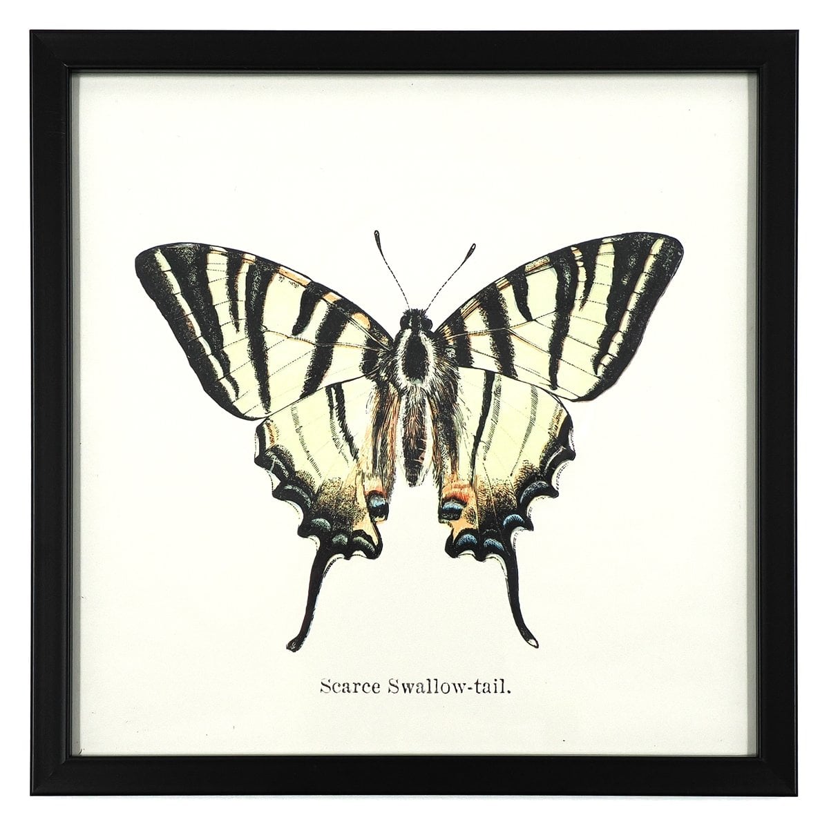 Sailor Swallowtail in Black Frame