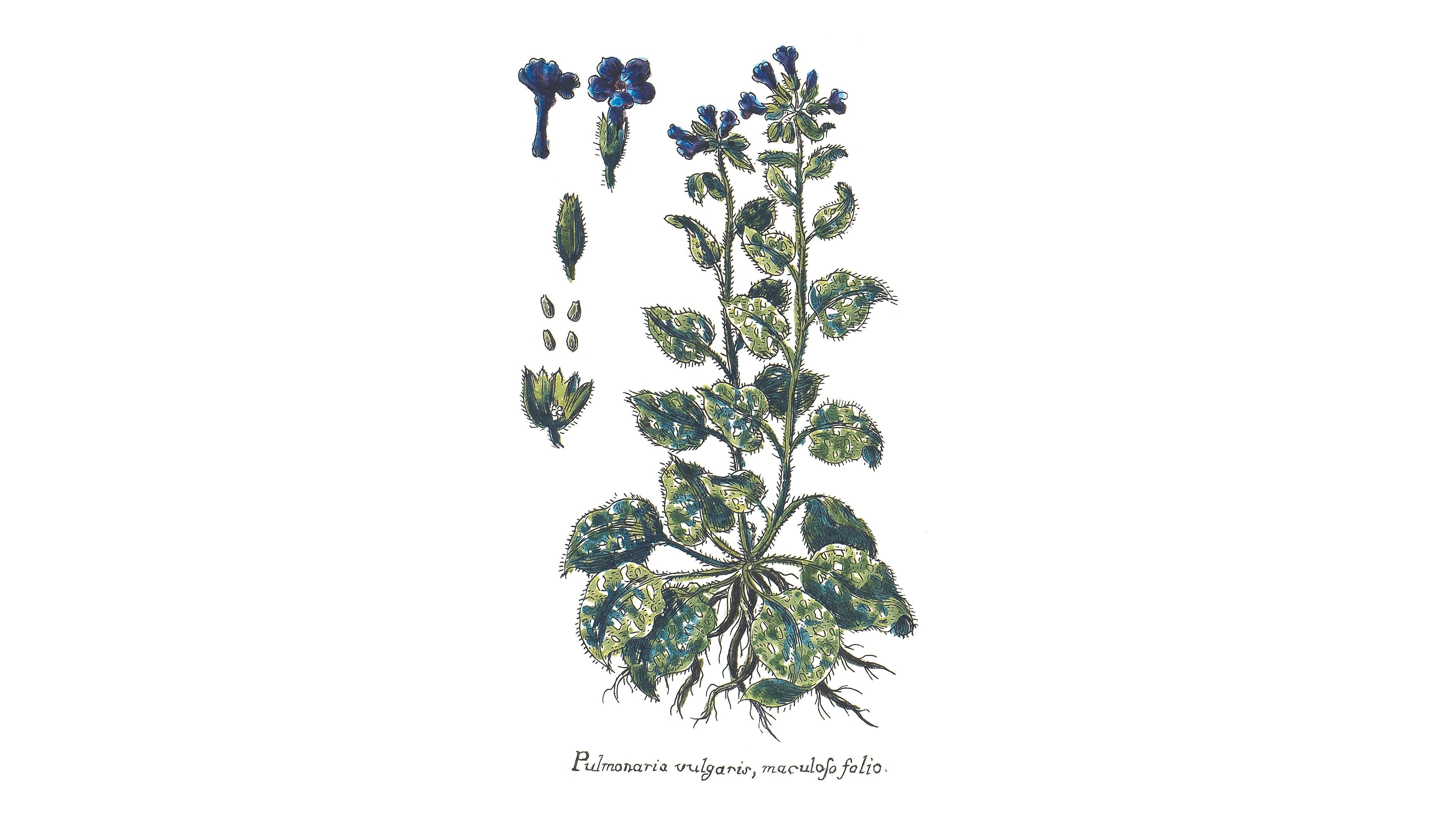 Lungwort: Herb of Breath