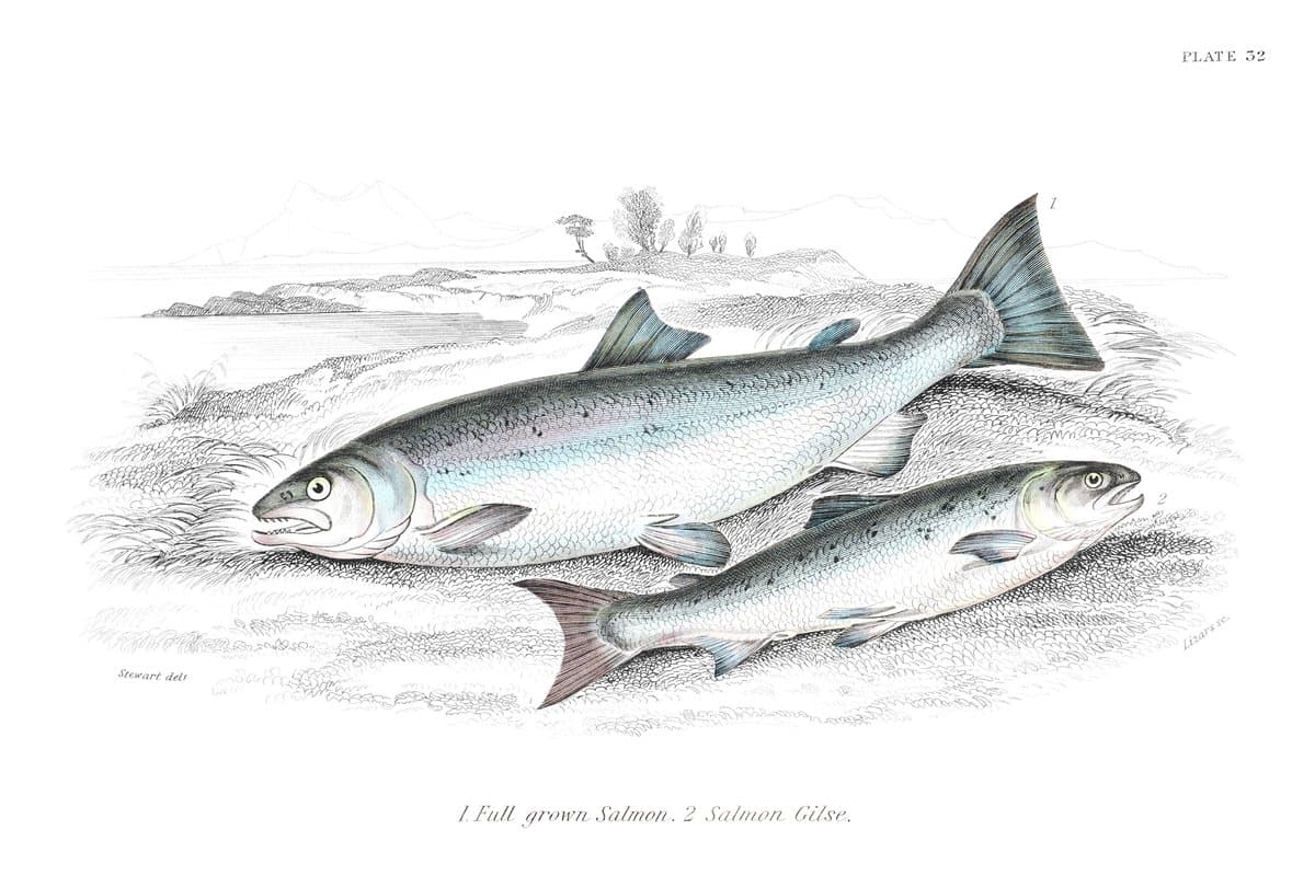Salmon