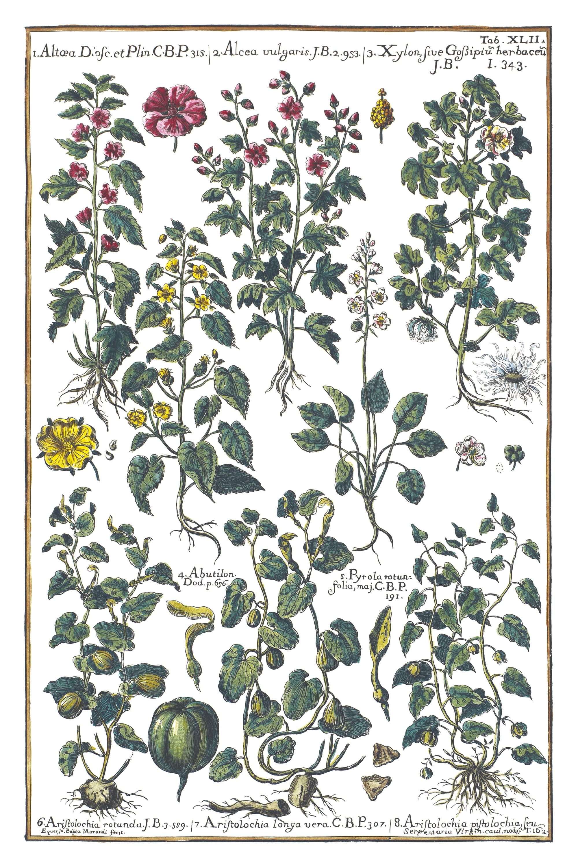 Marsh Mallow and Cotton