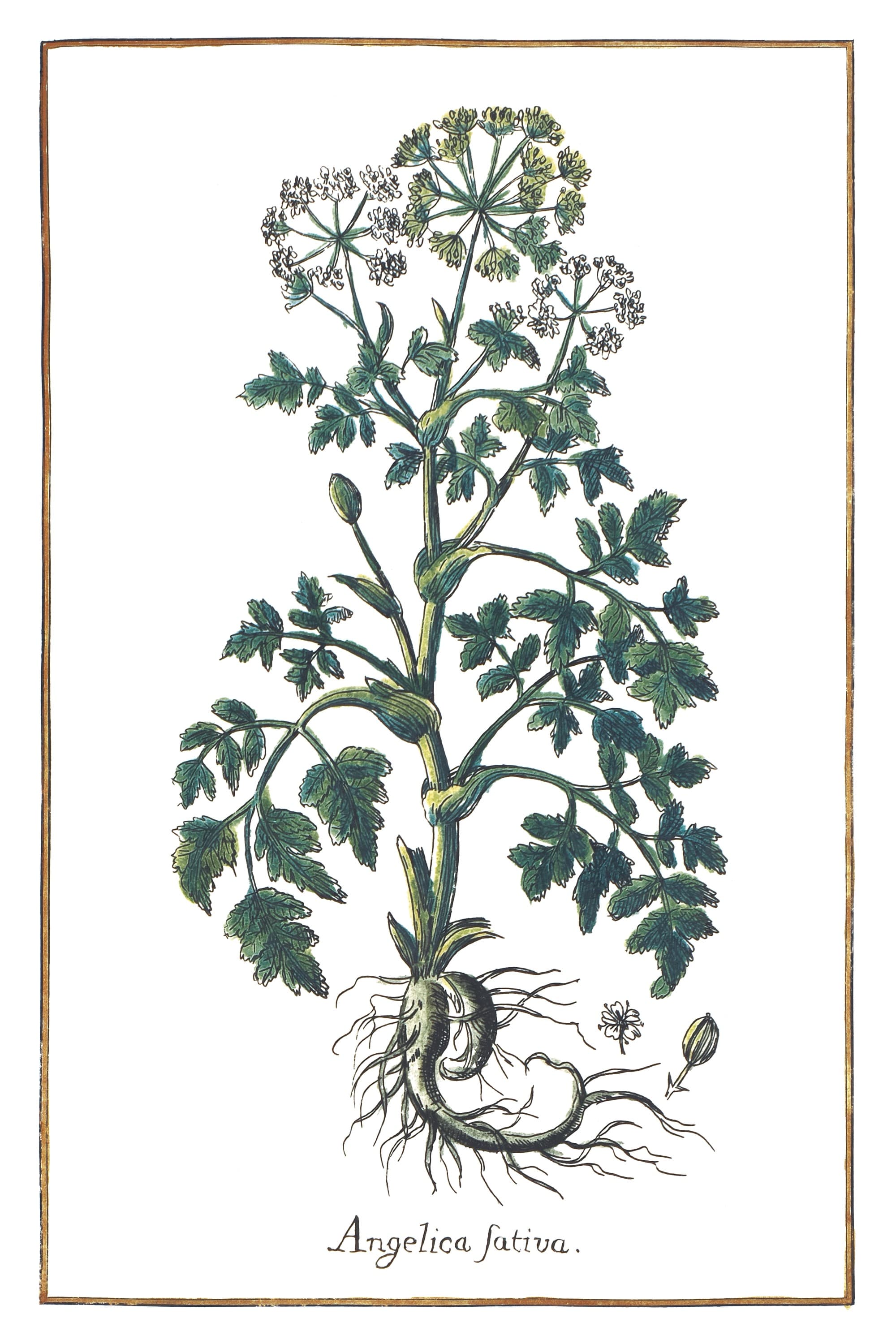Arcydzięgiel litwor (Angelica sativa) — rycina botaniczna z Historia Botanica Practica, 1744