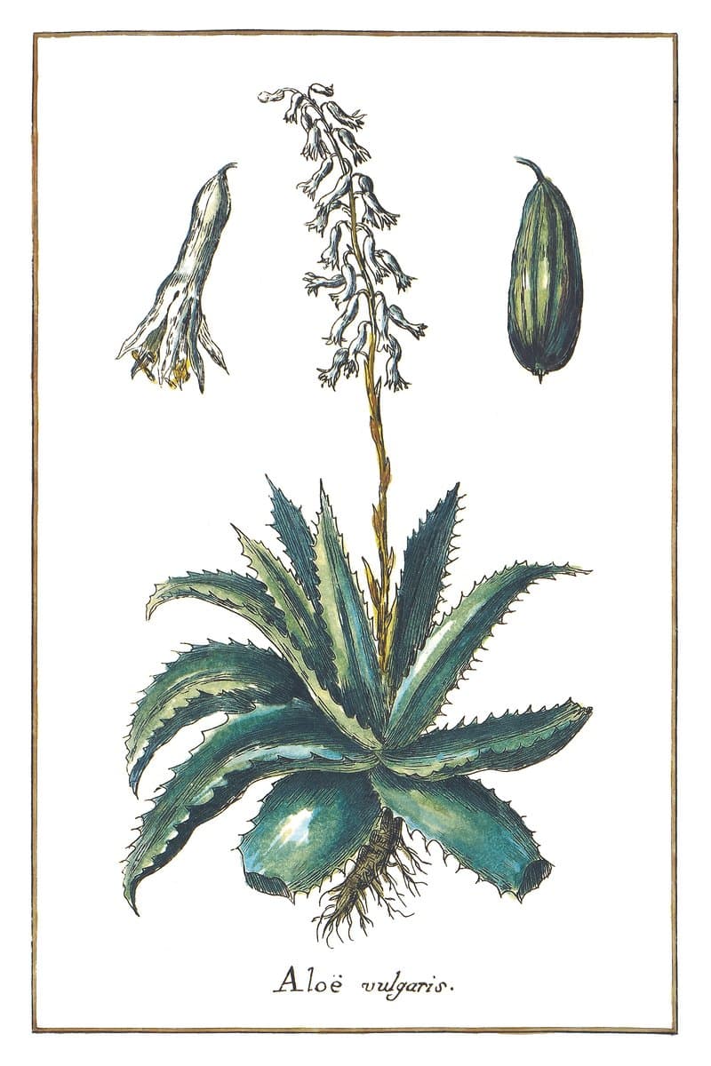 Aloes (Aloë Vulgaris) — rycina botaniczna z Historia Botanica Practica, 1744