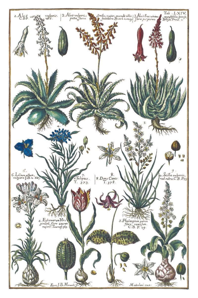 Aloe und Tulpe