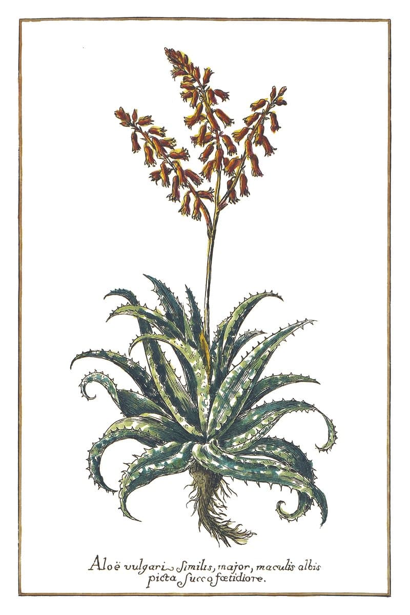 Aloes Maculata