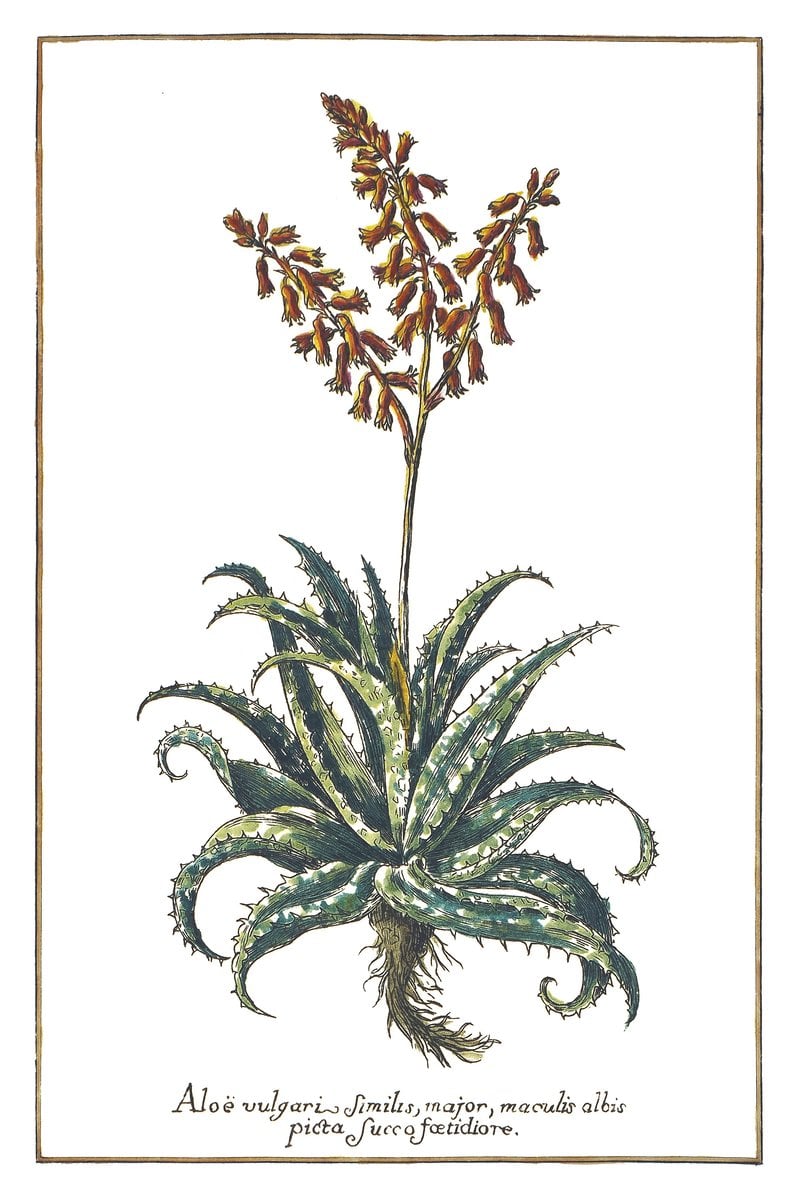 Aloes Maculata