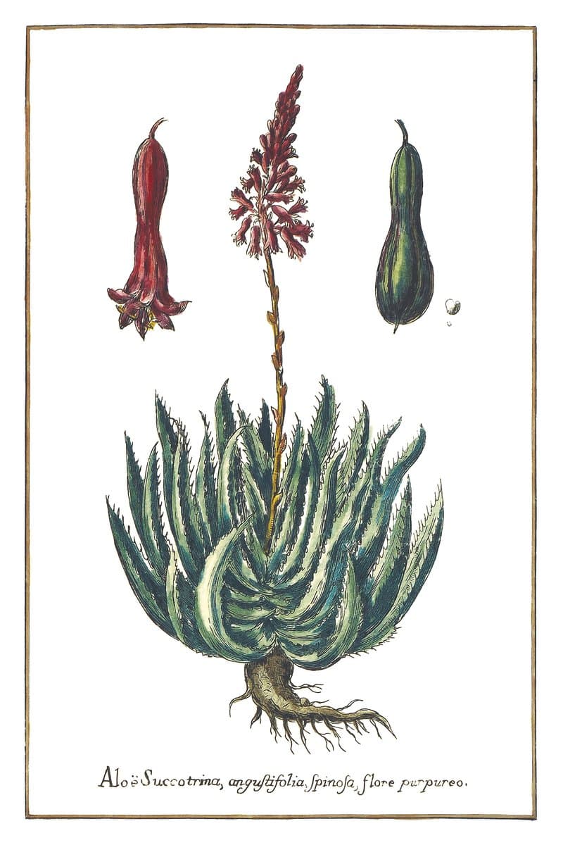 Socotran Aloe