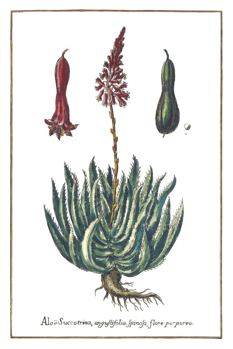 Aloes Sokotrzański