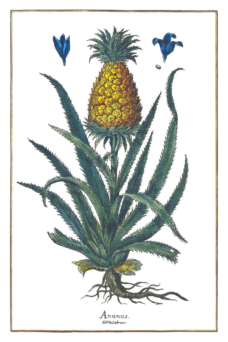 Pineapple