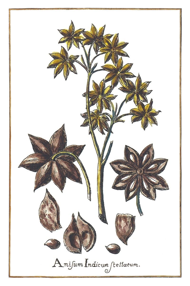 Anyż (Anisum Indicum Stellatum) — rycina botaniczna z Historia Botanica Practica, 1744