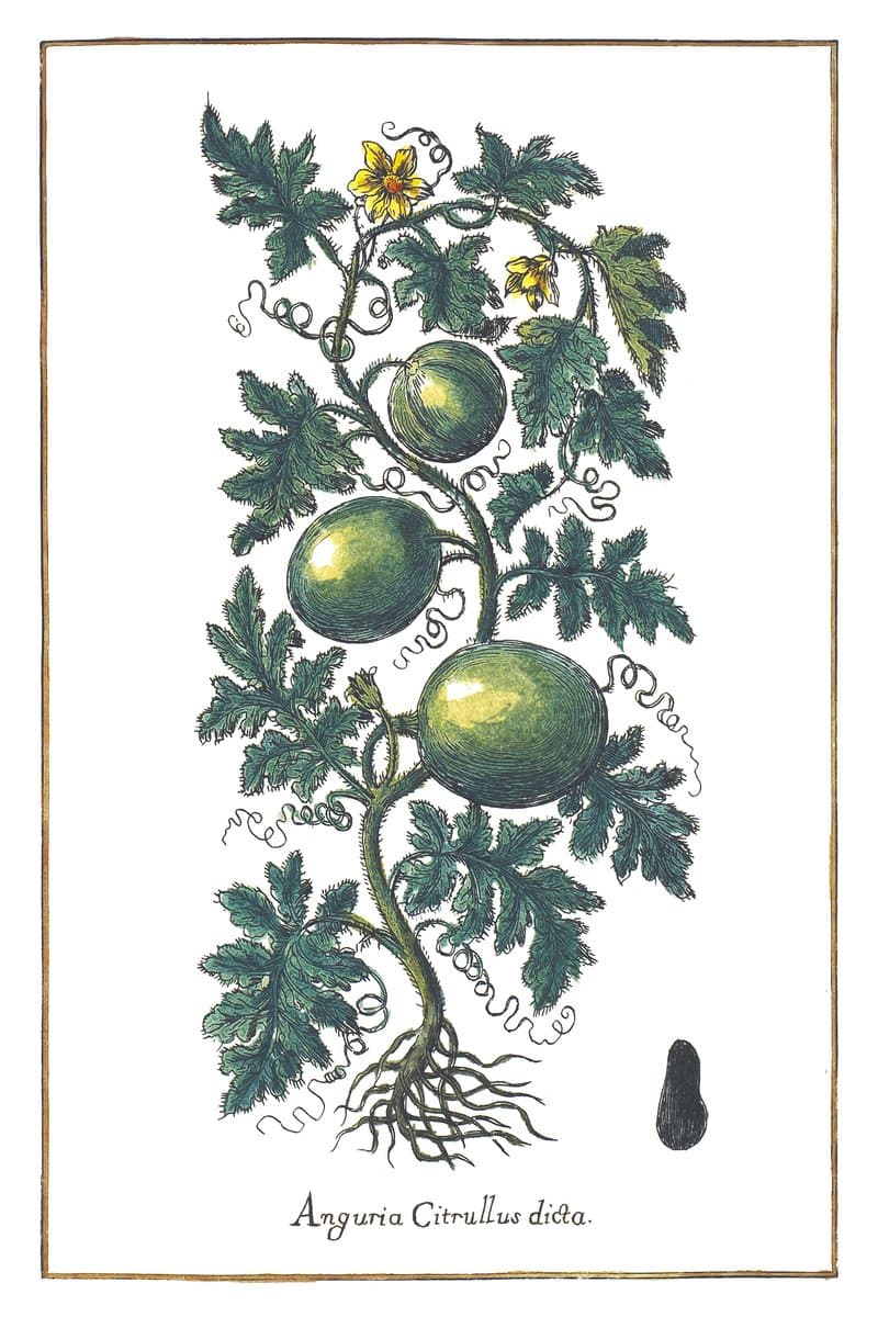 Watermelon