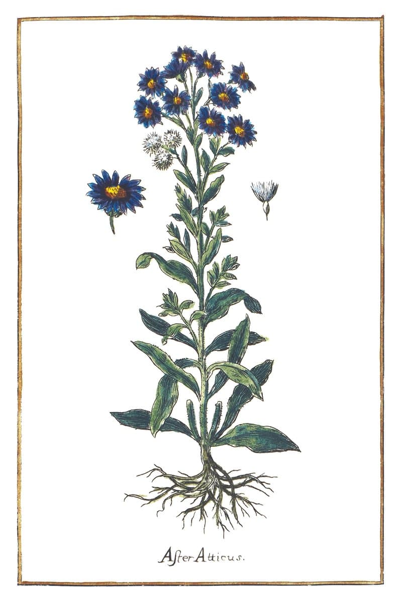 Aster (Aster Atticus) — rycina botaniczna z Historia Botanica Practica, 1744