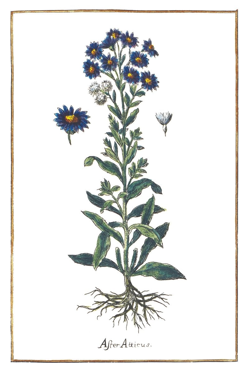 Aster