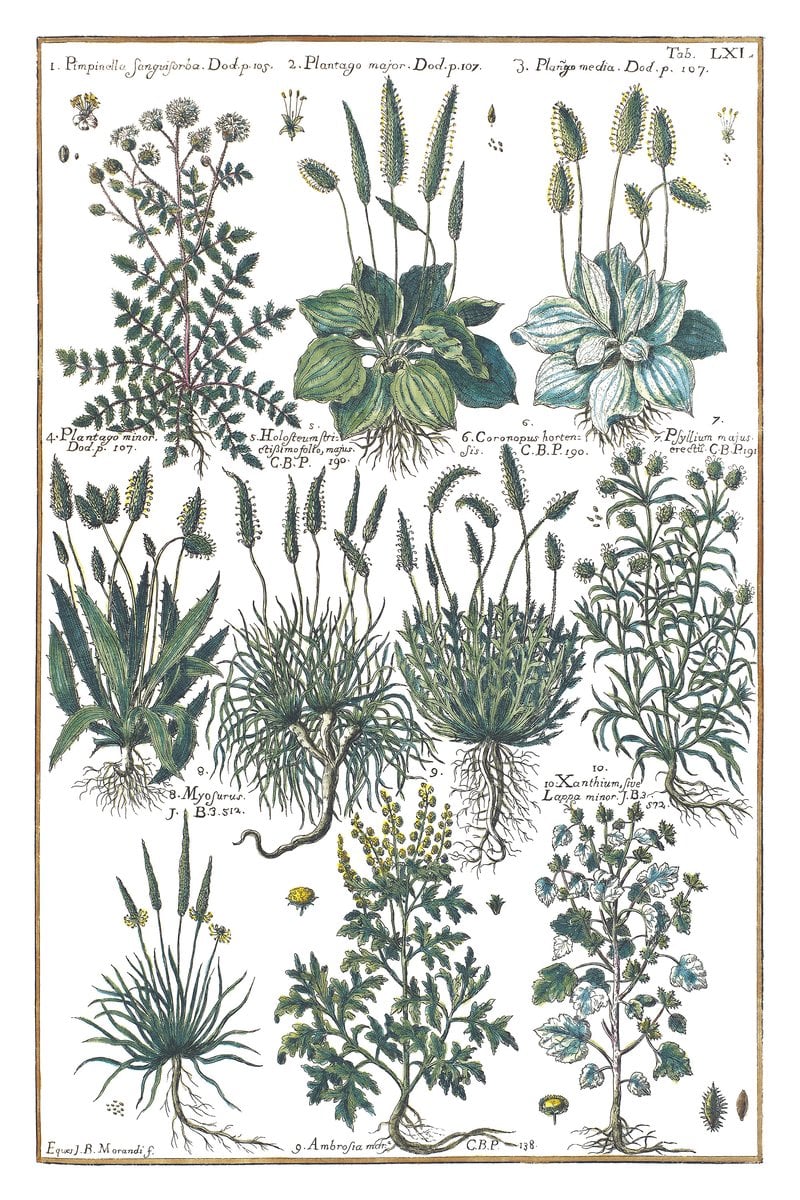 Wegerich und Ambrosia