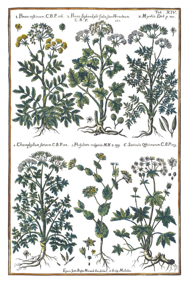 Hogweed and Chervil