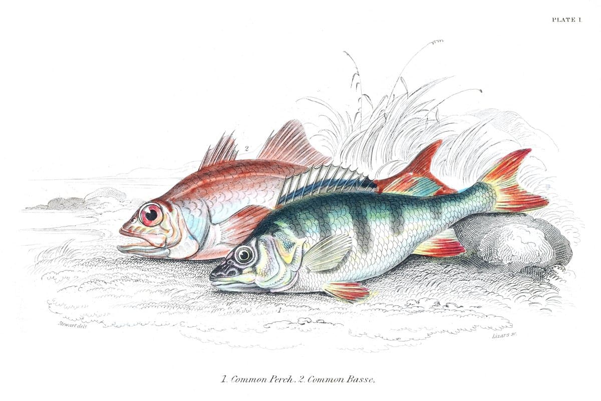 Red Bass and Perch