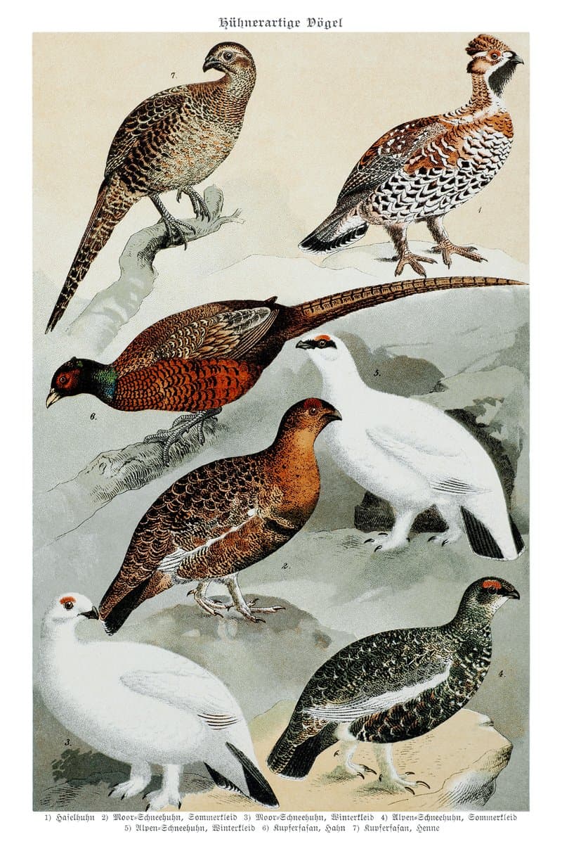 Pheasant and Ptarmigan
