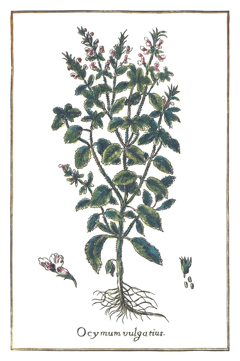Basil