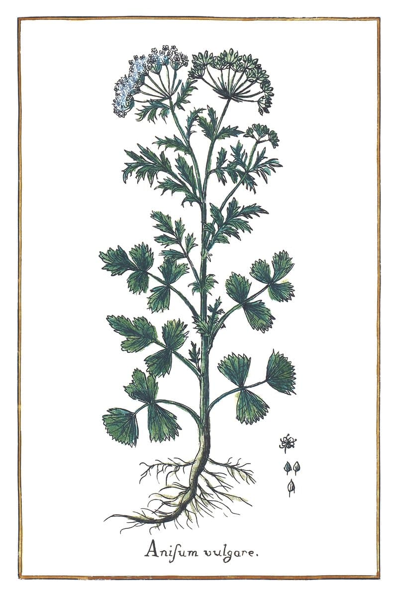 Aniseed