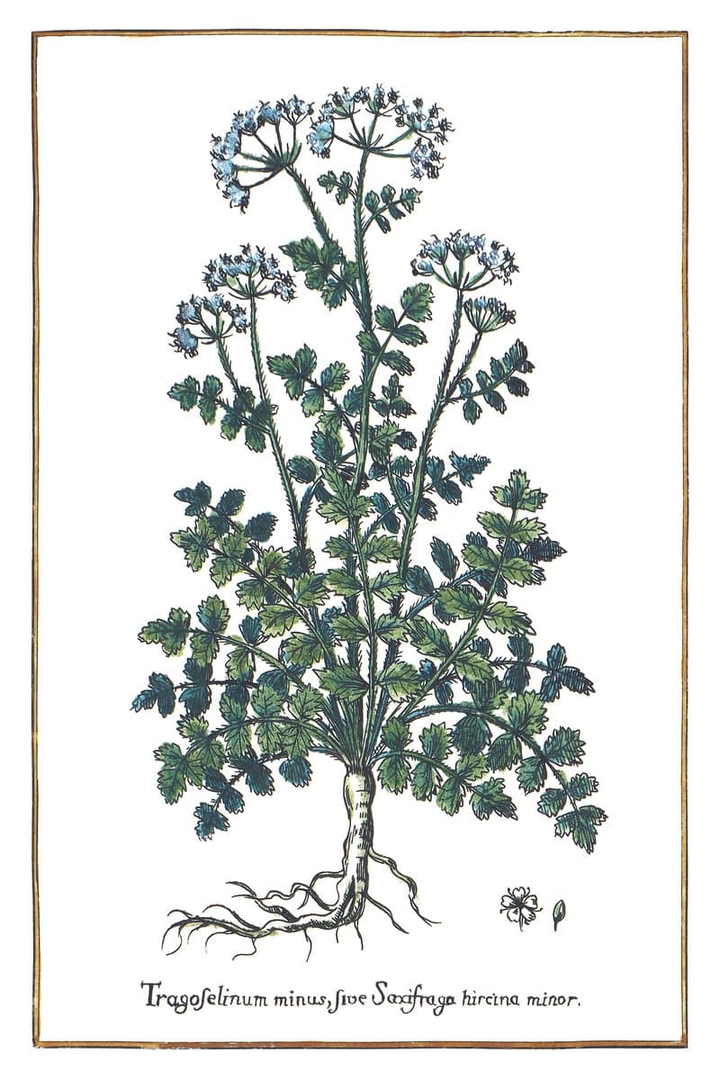 Lesser Hogweed