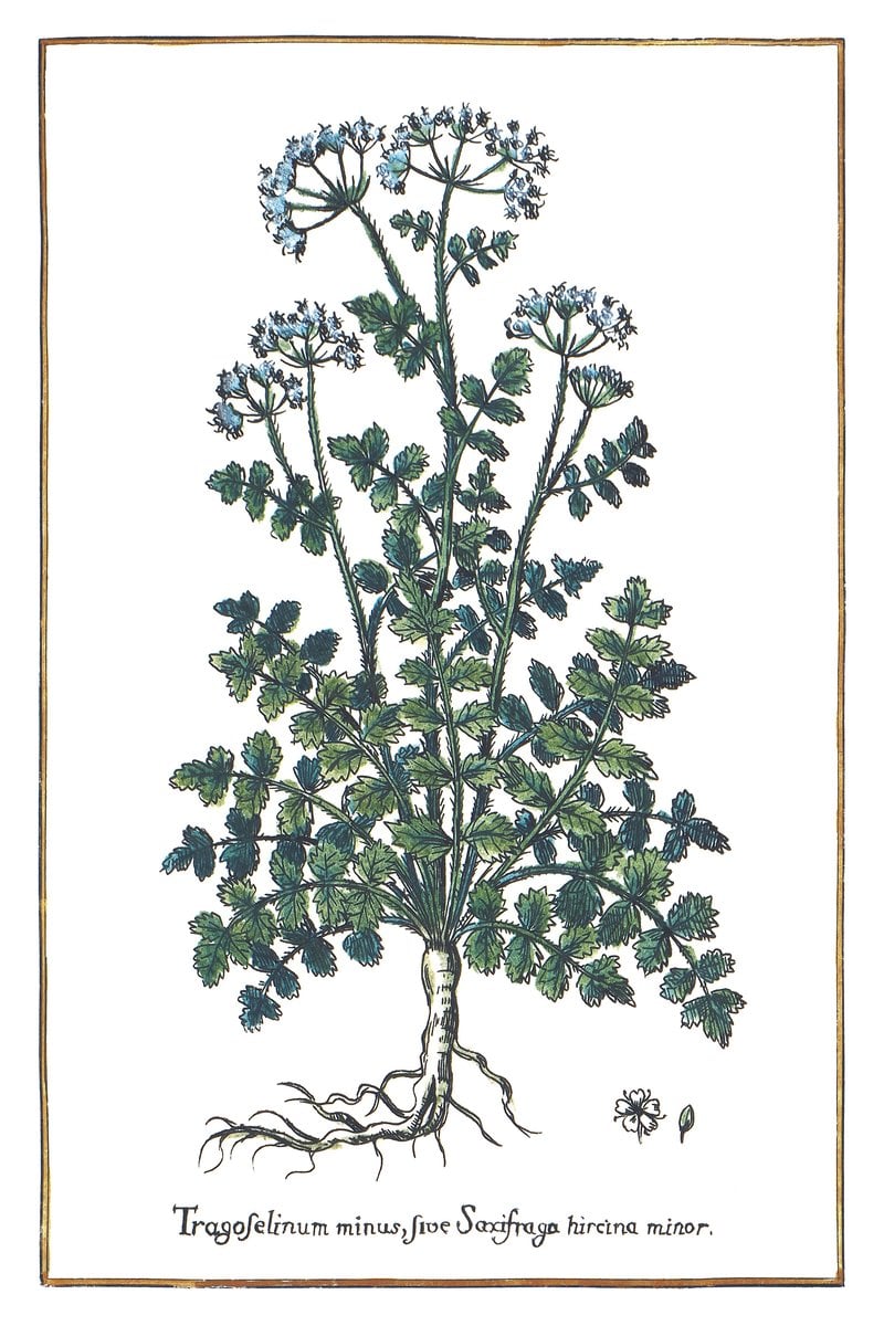 Kleiner Bibernelle