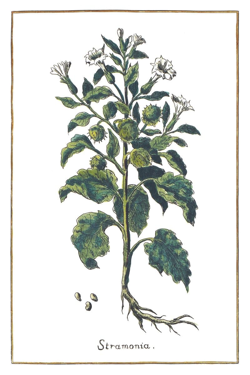 Bieluń Datura