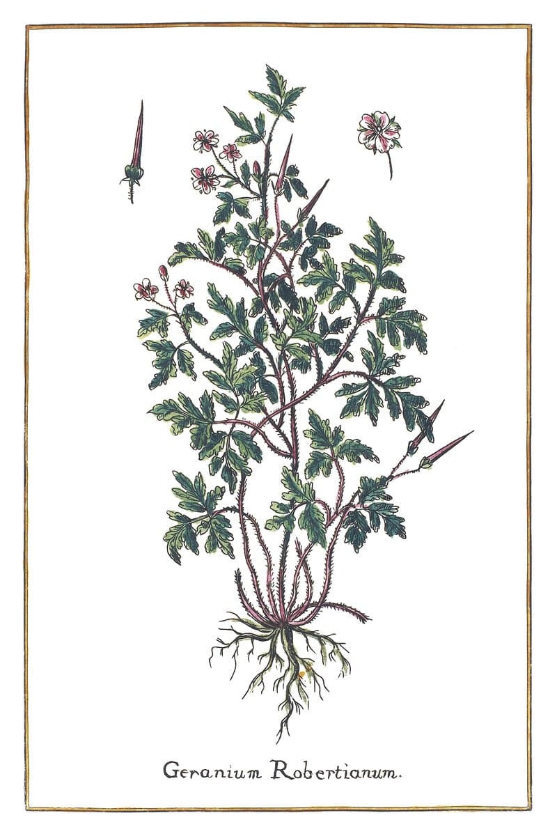 Geranium