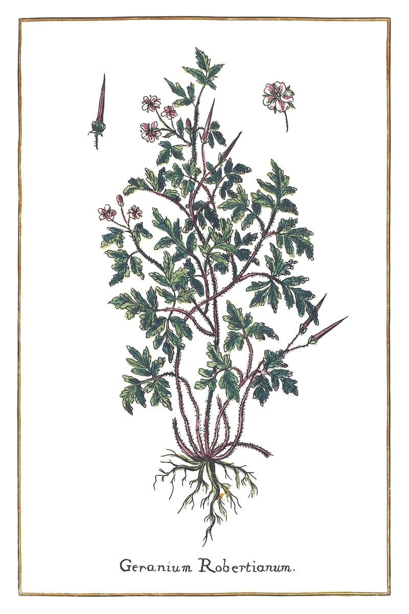 Bodziszek