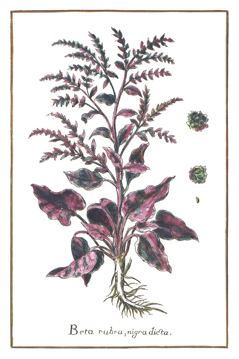 Beetroot