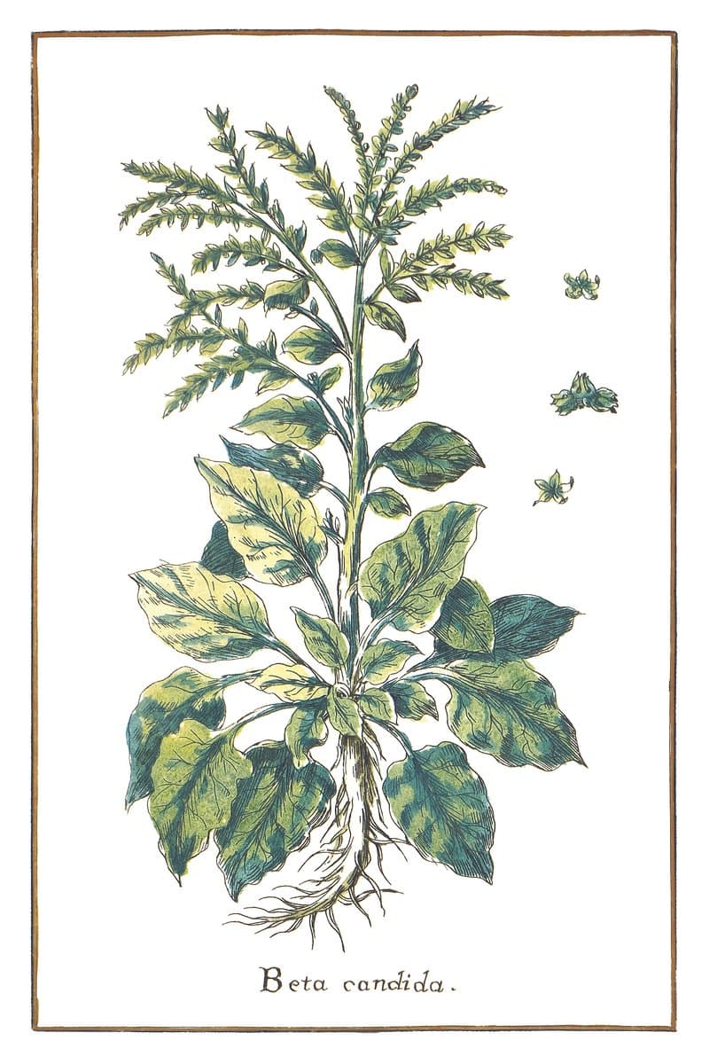 Sugar Beet
