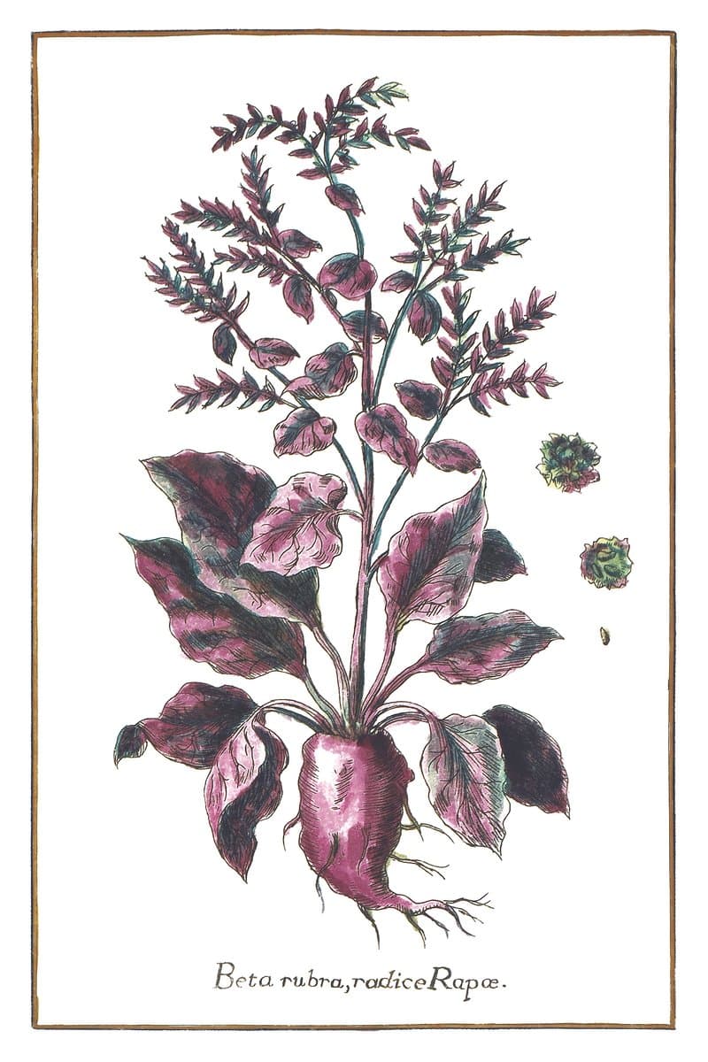 Beetroot