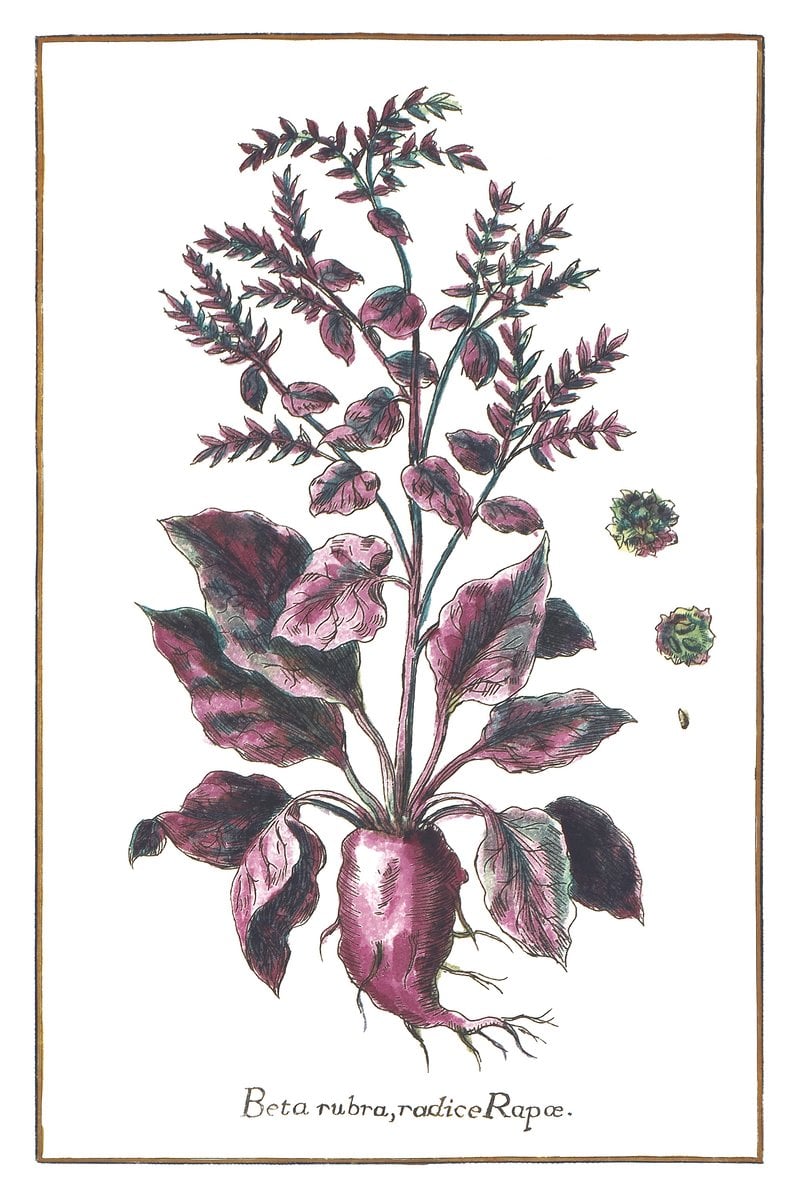 Rote Bete