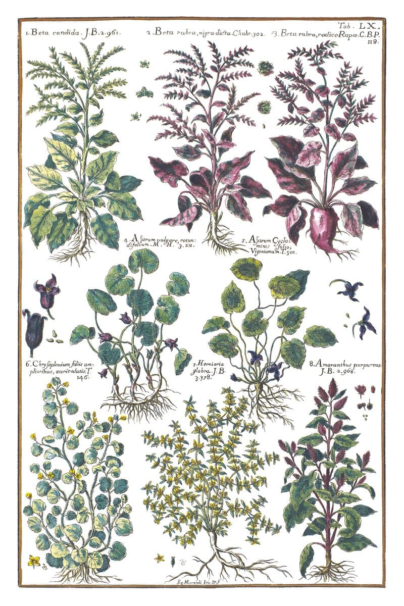 Beet and Amaranth