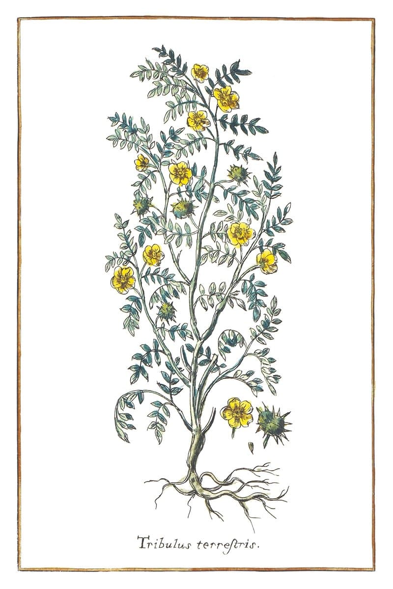 Tribulus terrestris