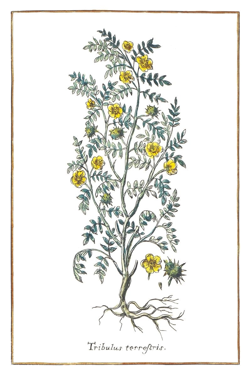 Buzdyganek