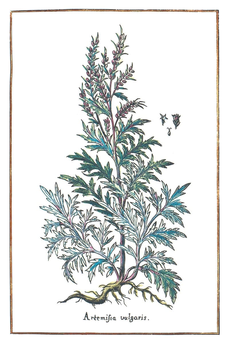 Mugwort