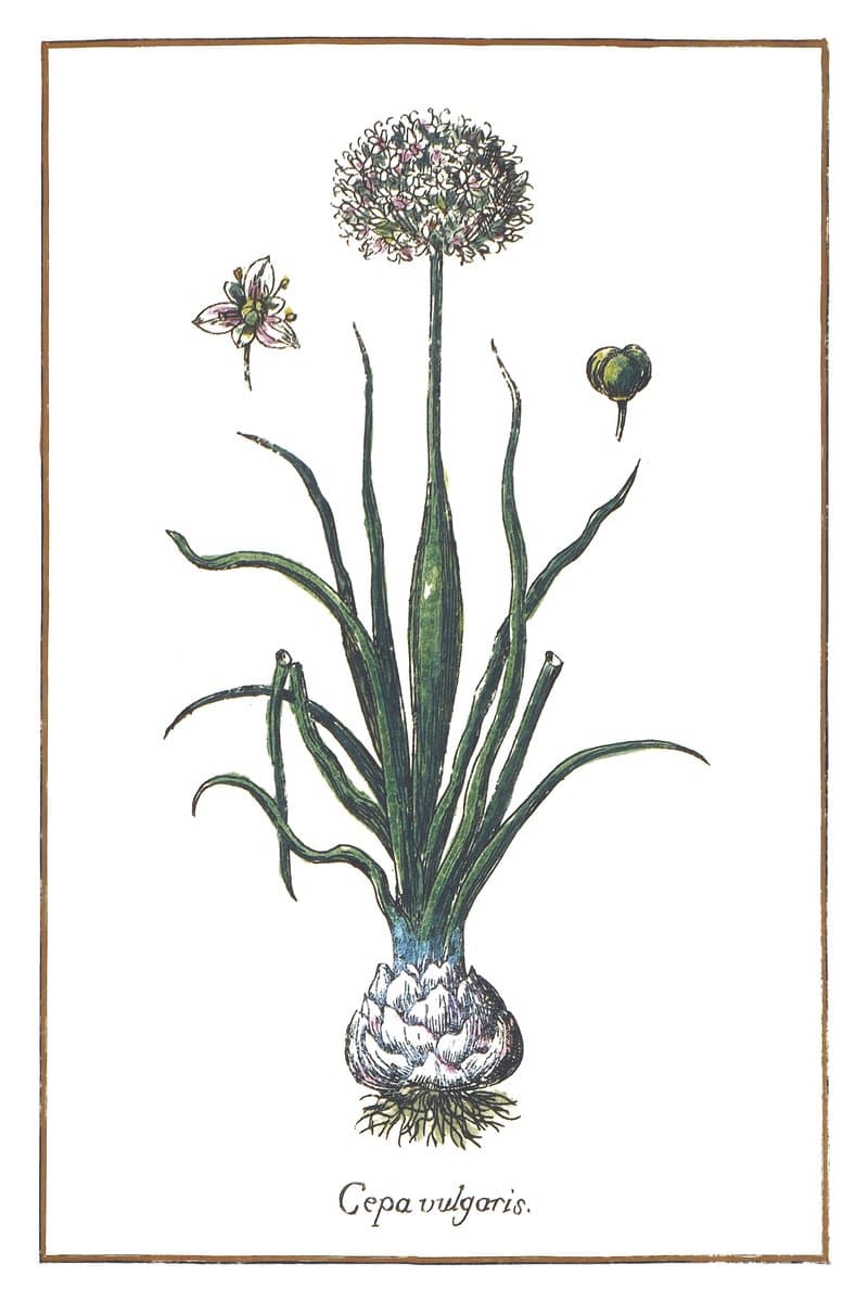 Onion
