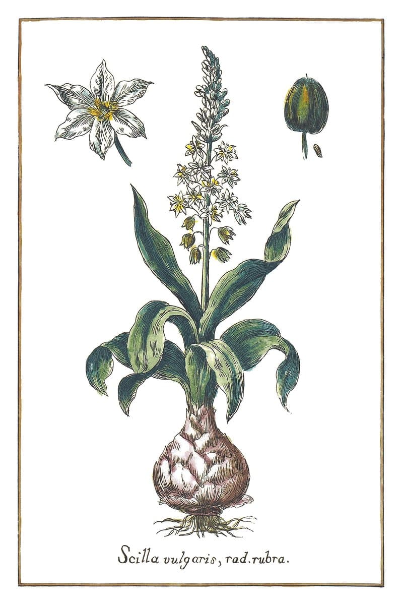 White Squill