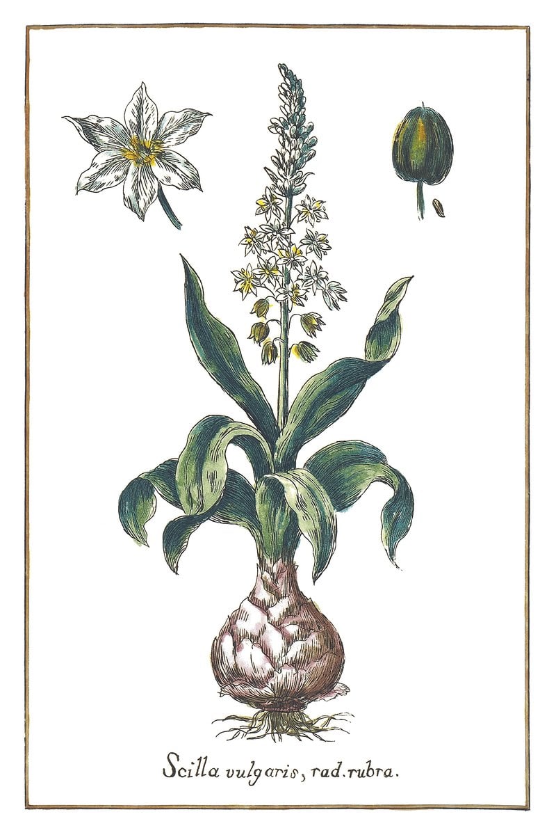 Weiße Scilla