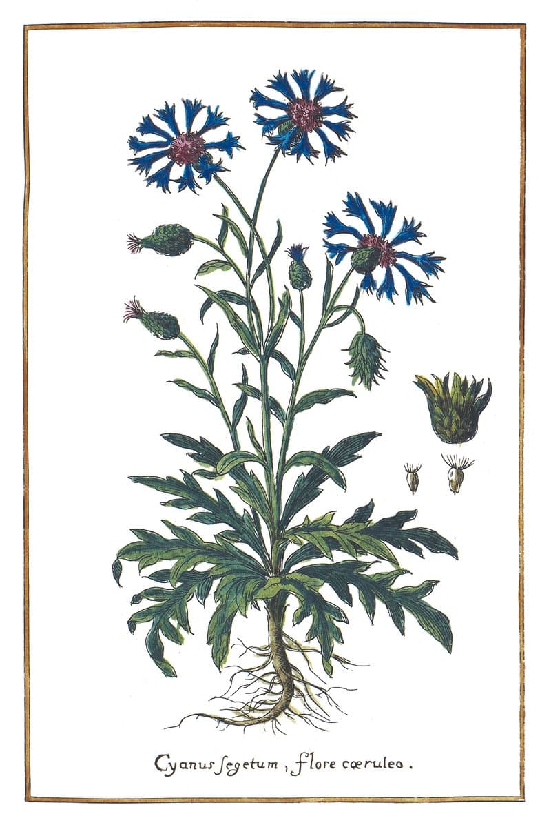 Cornflower