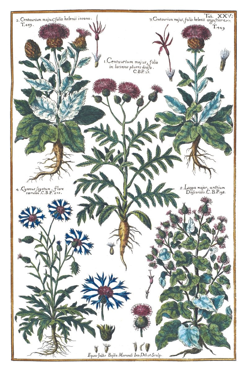 Kornblume und Klette