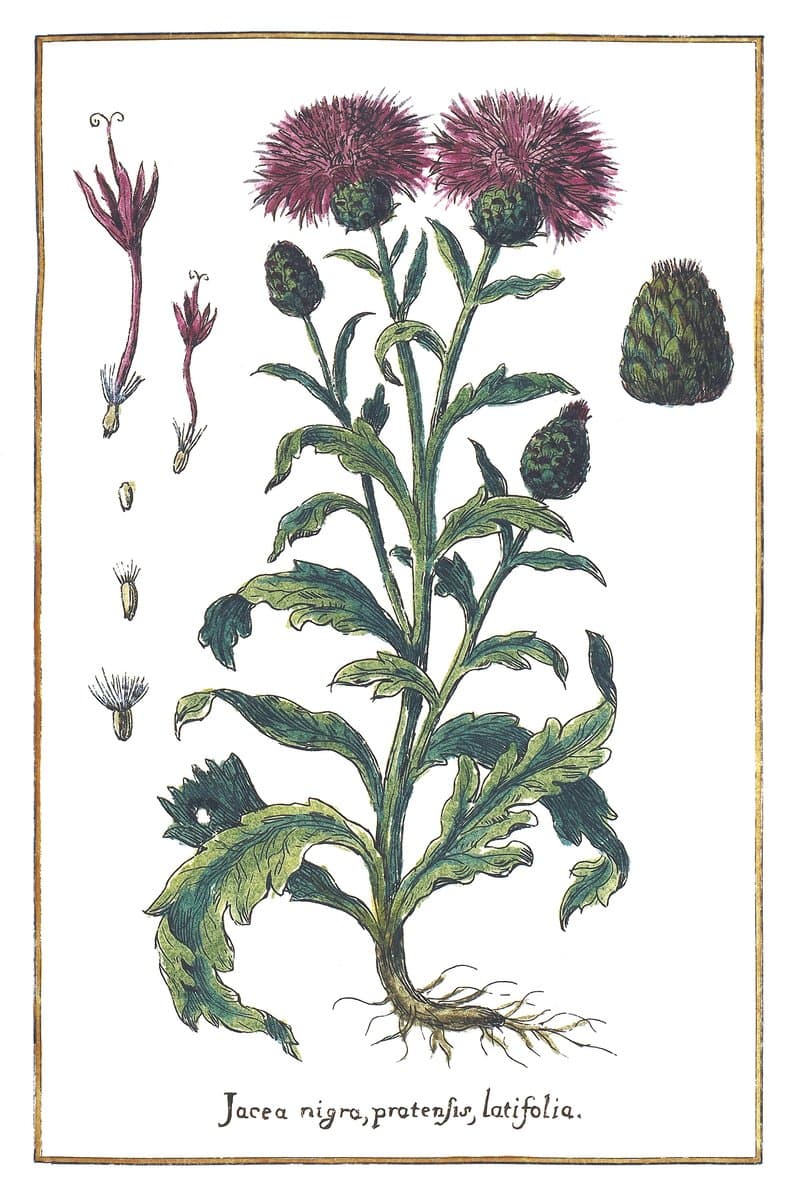 Meadow Cornflower