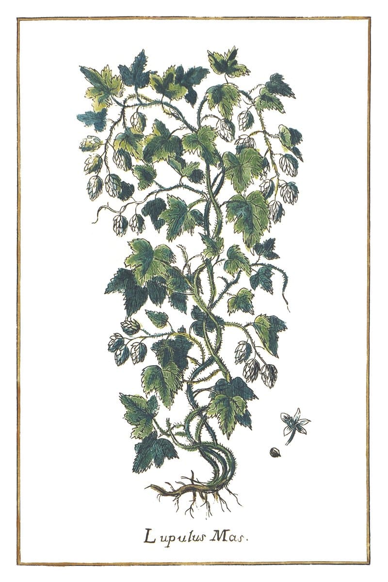 Chmiel (Lupulus Mas) — rycina botaniczna z Historia Botanica Practica, 1744