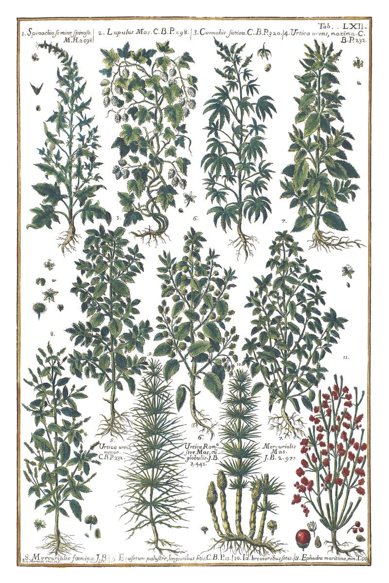 Hops and Hemp