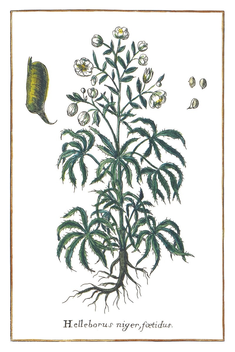 Christrose